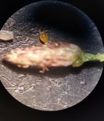 Eleocharis microcarpa