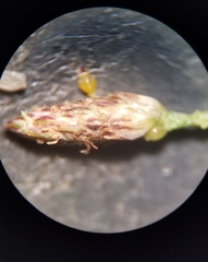 Eleocharis microcarpa