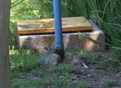 Setophaga coronata auduboni