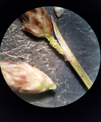 Eleocharis microcarpa