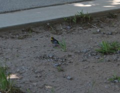 Setophaga coronata auduboni