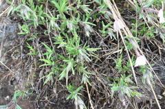 Phlox viscida
