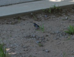 Setophaga coronata auduboni
