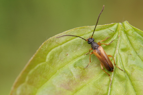 tobacco-coloured longhorn beetle, photo 7 of 7