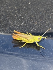 Chorthippus apicalis