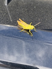 Chorthippus apicalis