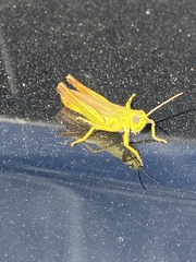 Chorthippus apicalis