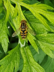 Parhelophilus integer