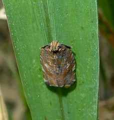 Lophopinae