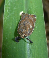 Lophopinae