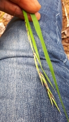 Melica subulata