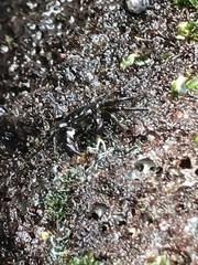 Metopograpsus thukuhar