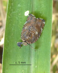 Lophopinae