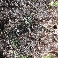 Metopograpsus thukuhar