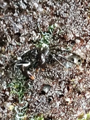 Metopograpsus thukuhar