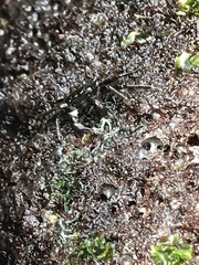 Metopograpsus thukuhar