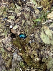 Leptinotarsa haldemani