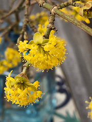 Cornus mas