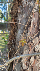 Toxicodendron radicans