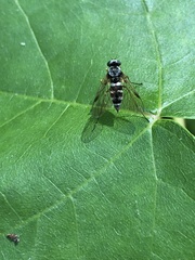 Chrysopilus fasciatus