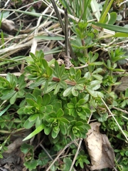 Galium mollugo