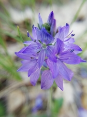 Veronica orsiniana