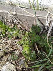 Aquilegia vulgaris