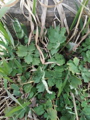 Chelidonium majus