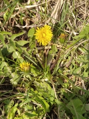 Taraxacum officinale