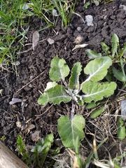 Arctium tomentosum