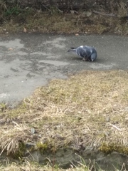 Columba livia domestica