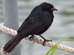 Ptiloxena atroviolacea