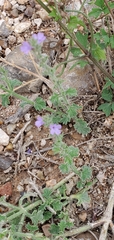 Verbena cloverae