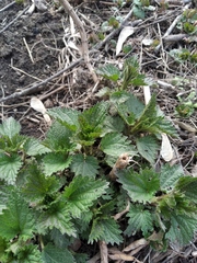 Urtica dioica