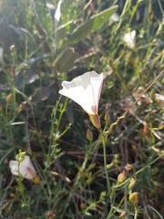 Calystegia peirsonii