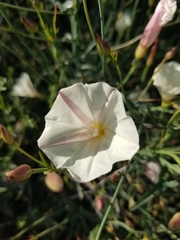 Calystegia peirsonii