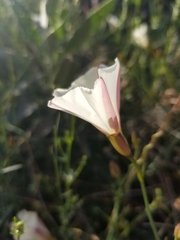 Calystegia peirsonii