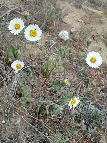 Image of Layia erubescens by (c) Casey H. Richart, some rights reserved (CC BY)