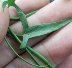 Calystegia peirsonii