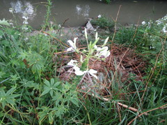 Tarenaya longicarpa