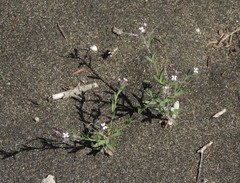 Malcolmia ramosissima
