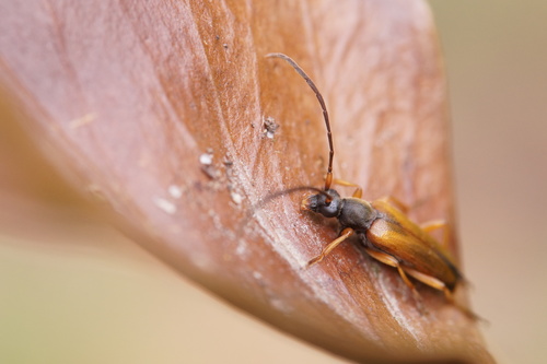 tobacco-coloured longhorn beetle, photo 6 of 7