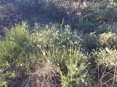 Calystegia peirsonii