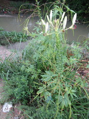 Tarenaya longicarpa