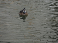 Aythya collaris