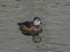 Aythya collaris
