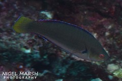 Cirrhilabrus punctatus