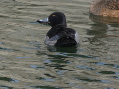 Aythya collaris