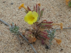 Diplacus vandenbergensis