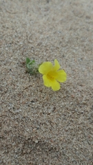 Diplacus vandenbergensis